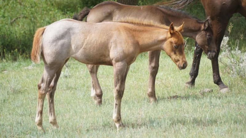 Brandin x Windsong filly